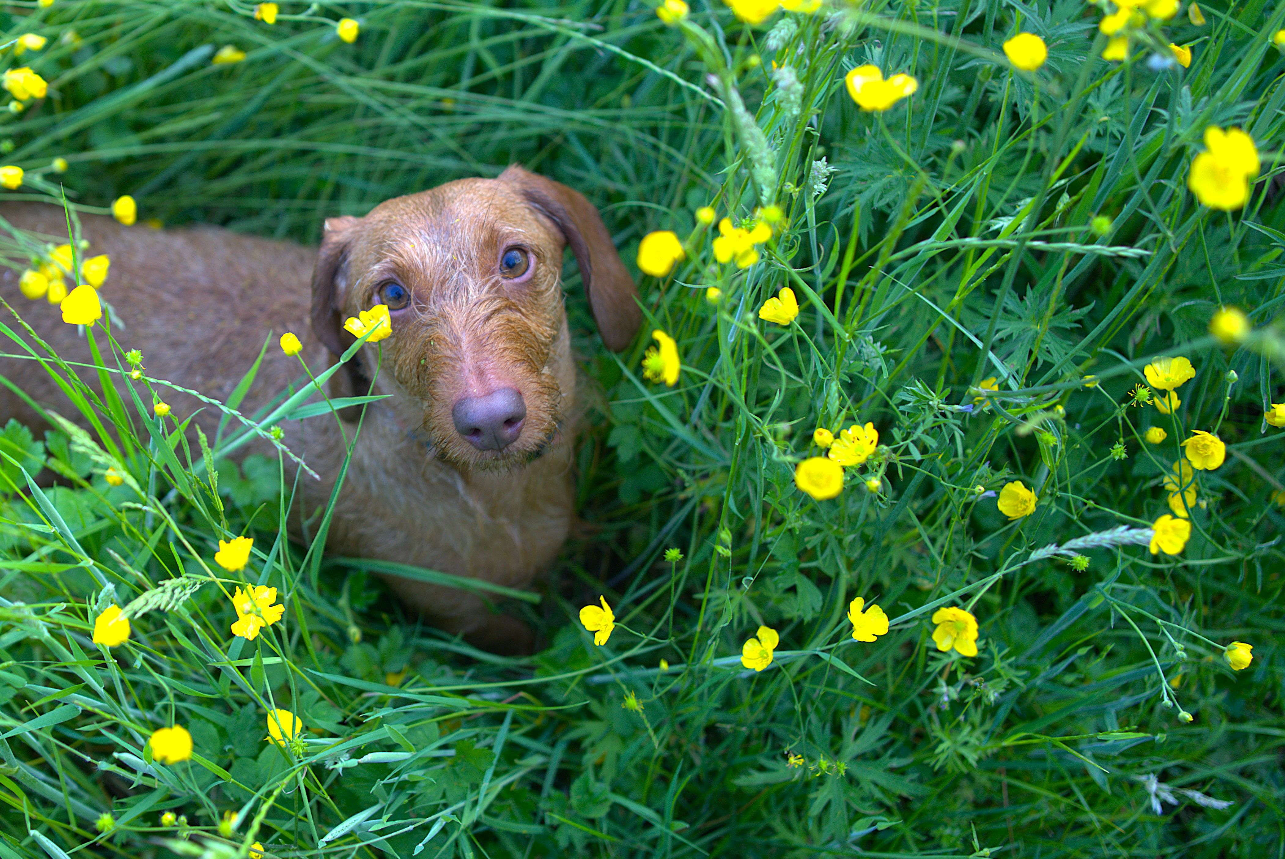 The Morning Mess: Why Is My Dachshund Vomiting Yellow Bile Symptoms And Causes