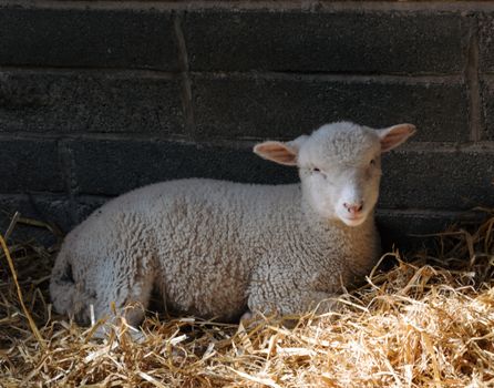 A peaceful lamb resting on straw in a cozy barn setting in Dingle, Ireland.