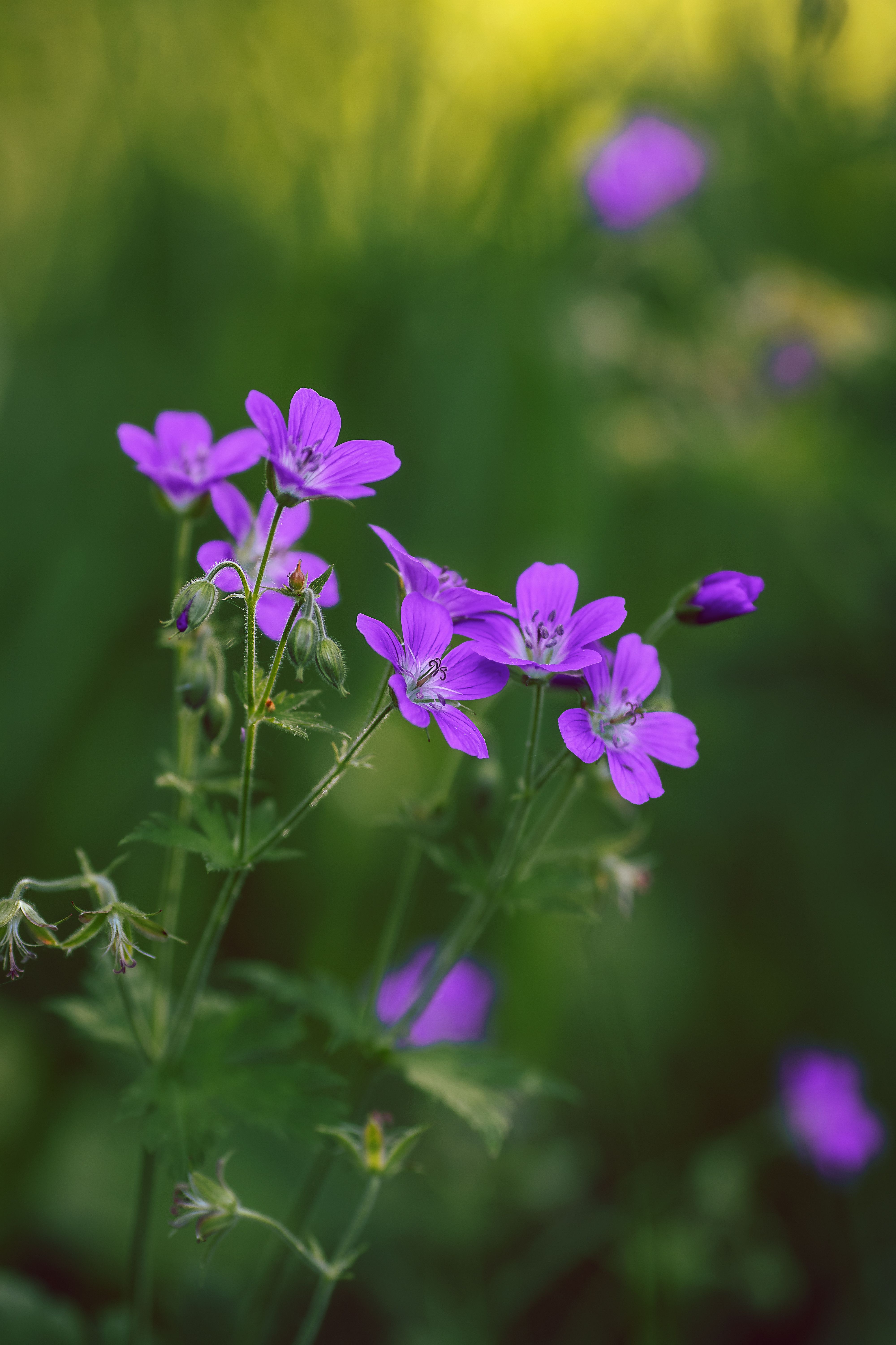 [ColoSach]-vibrant-purple-wildflowers-captured-in-a-spring-meadow,-exuding-a-serene-and-colorful-atmosphere.