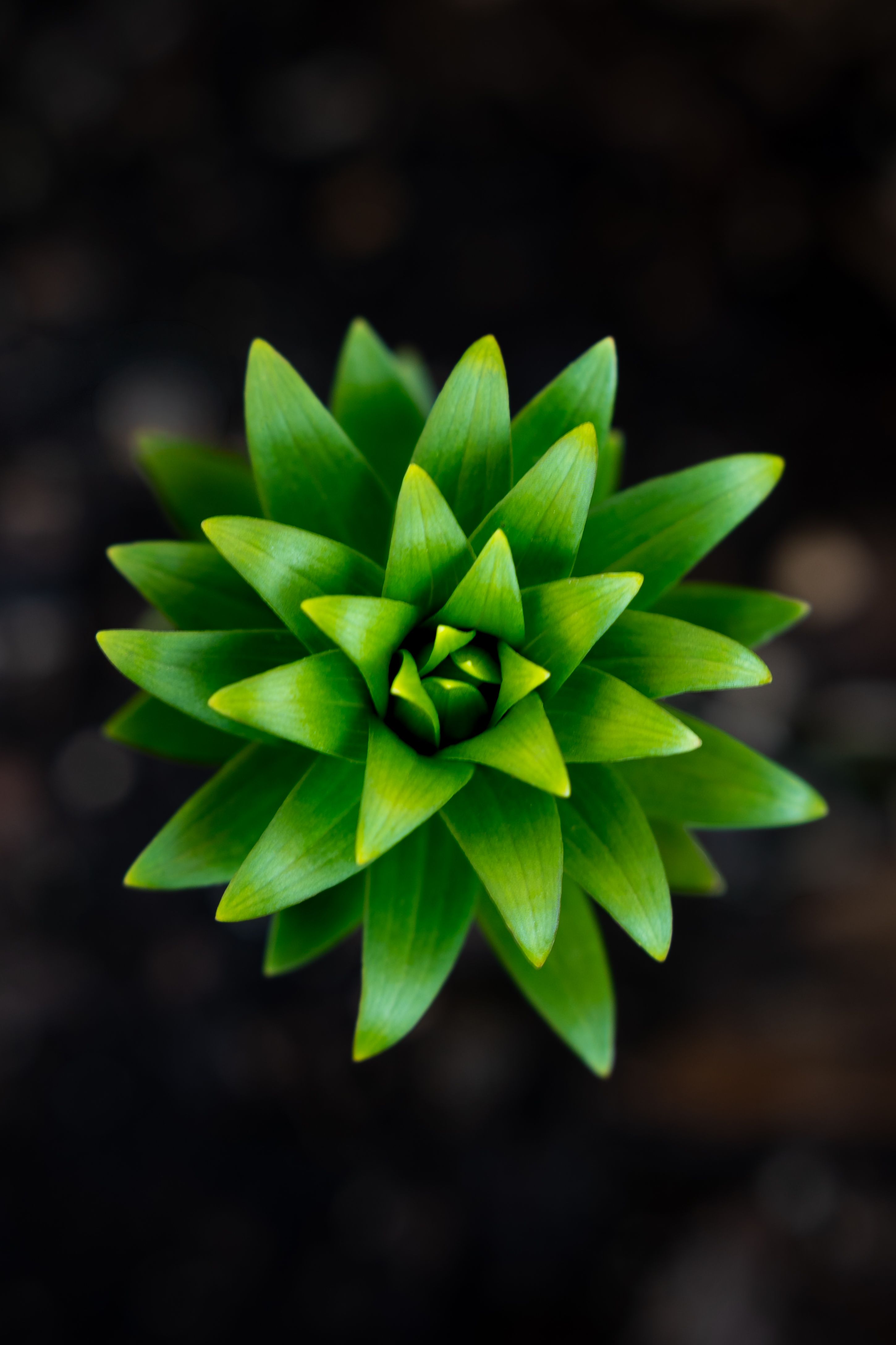 Vibrant green succulent plant viewed from above, showcasing its natural symmetry and freshness.