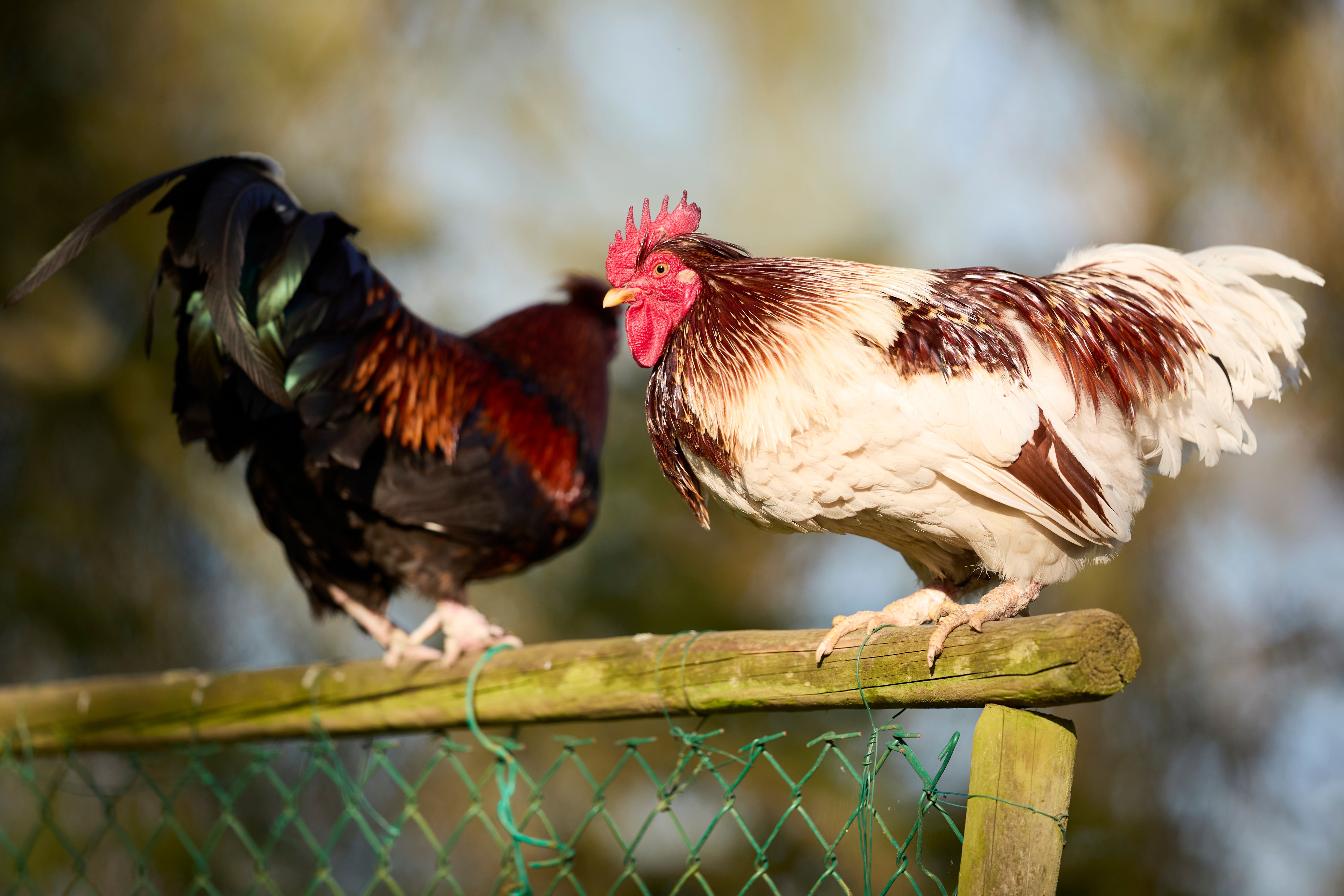 A responsible rooster keeper checking clean water and uninjured birds in a bright ventilated coop