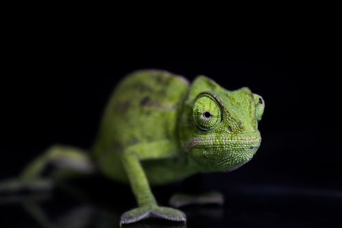 Groene Kameleon Op Zwarte Ondergrond