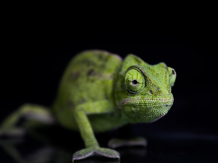 What eye color can see best in the dark?