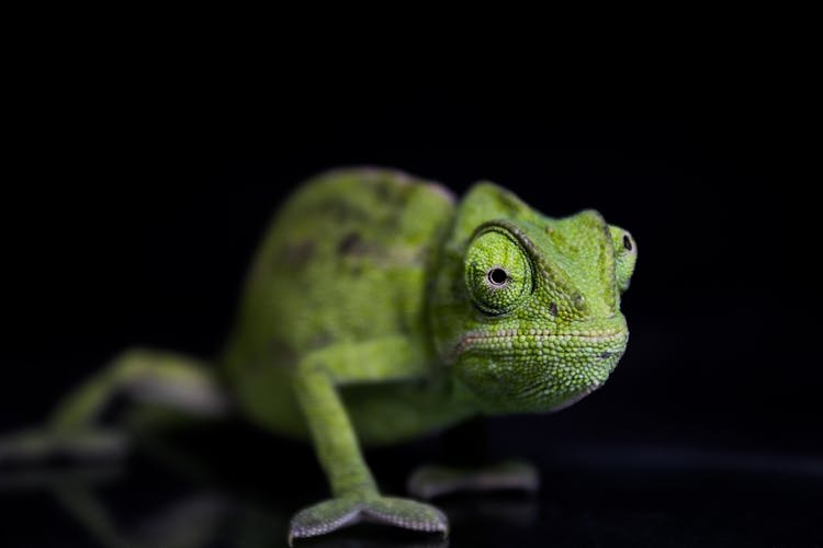 Green Chameleon On Black Surface