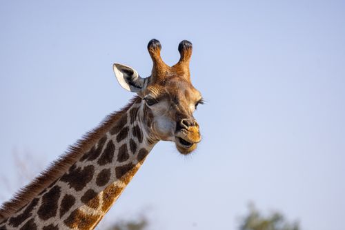 Free Close-up of a giraffe with blue sky background, showcasing its unique fur pattern. Stock Photo
