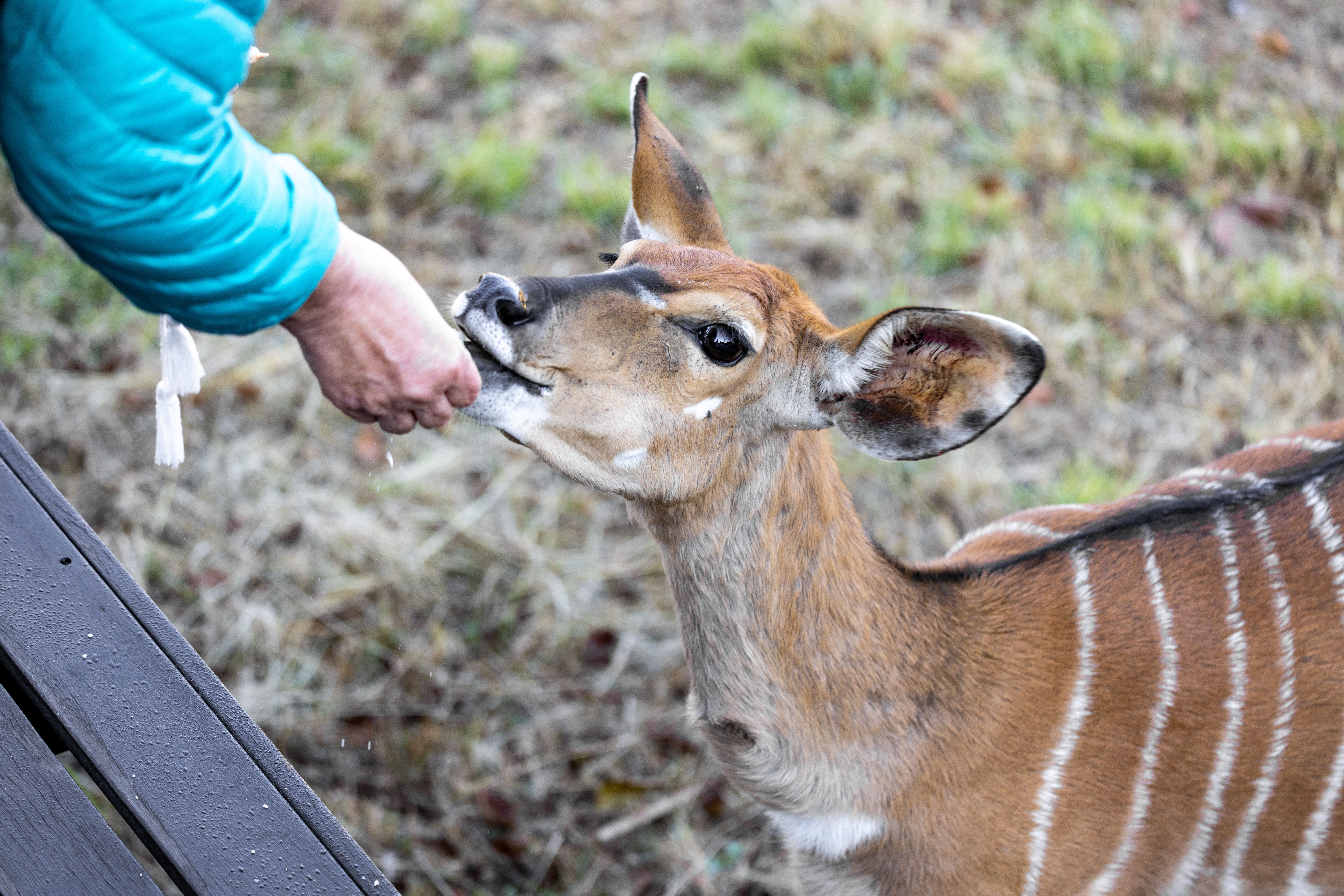 Okapi Encounter