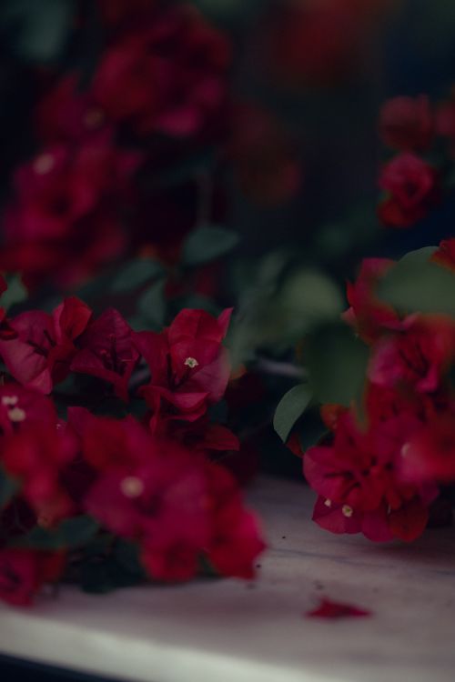 Free Close-up of vibrant red bougainvillea flowers in Fethiye, Türkiye, capturing rich colors and lush foliage. Stock Photo