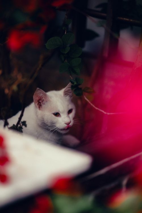 White Cat in a Colorful Garden Setting · Free Stock Photo