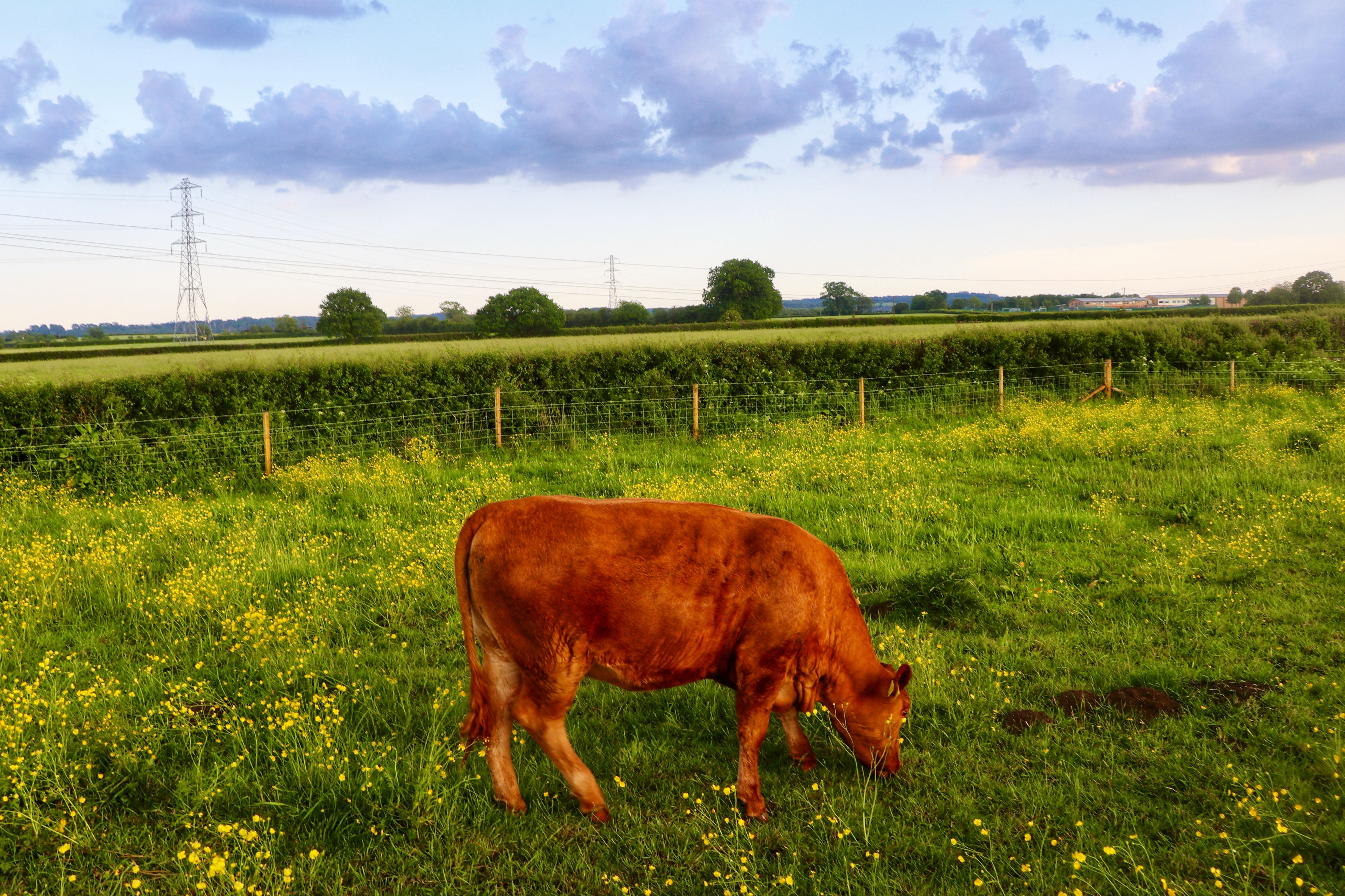 A brown cow grazing in a vibrant green field under a partly cloudy sky.