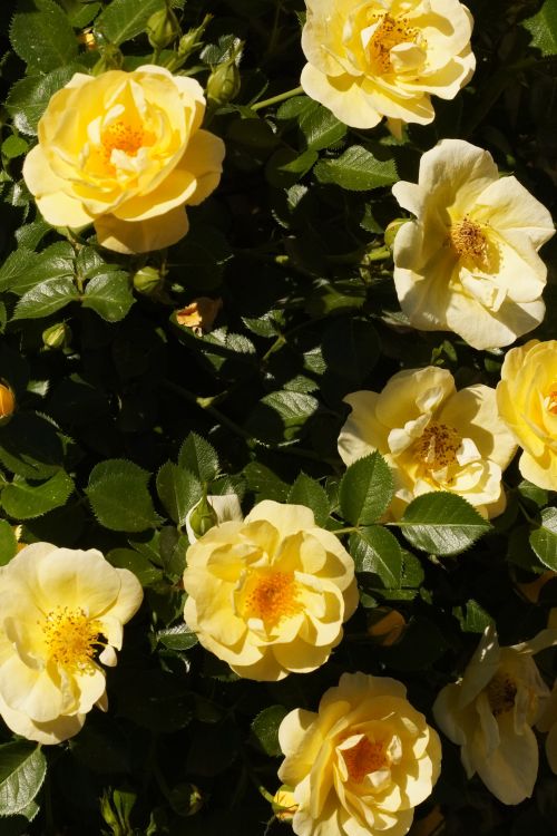 Golde Yellow Roses Golden Yellow Roses Bloom in Sunlight · Free Stock Photo
