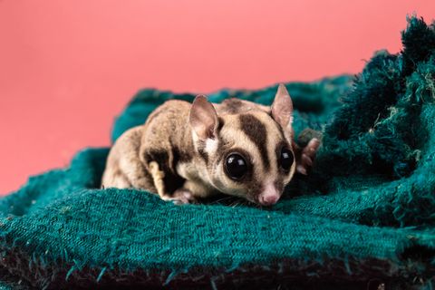 Where Are Sugar Gliders Legal to Own? 2026 Laws, Lifespan, Cost