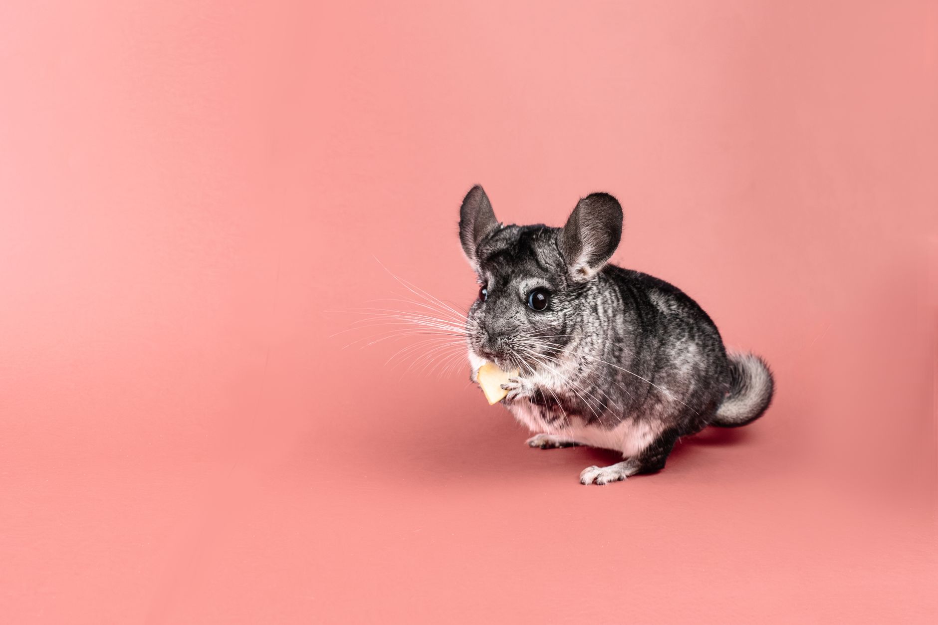chinchilla eating hay indoors
