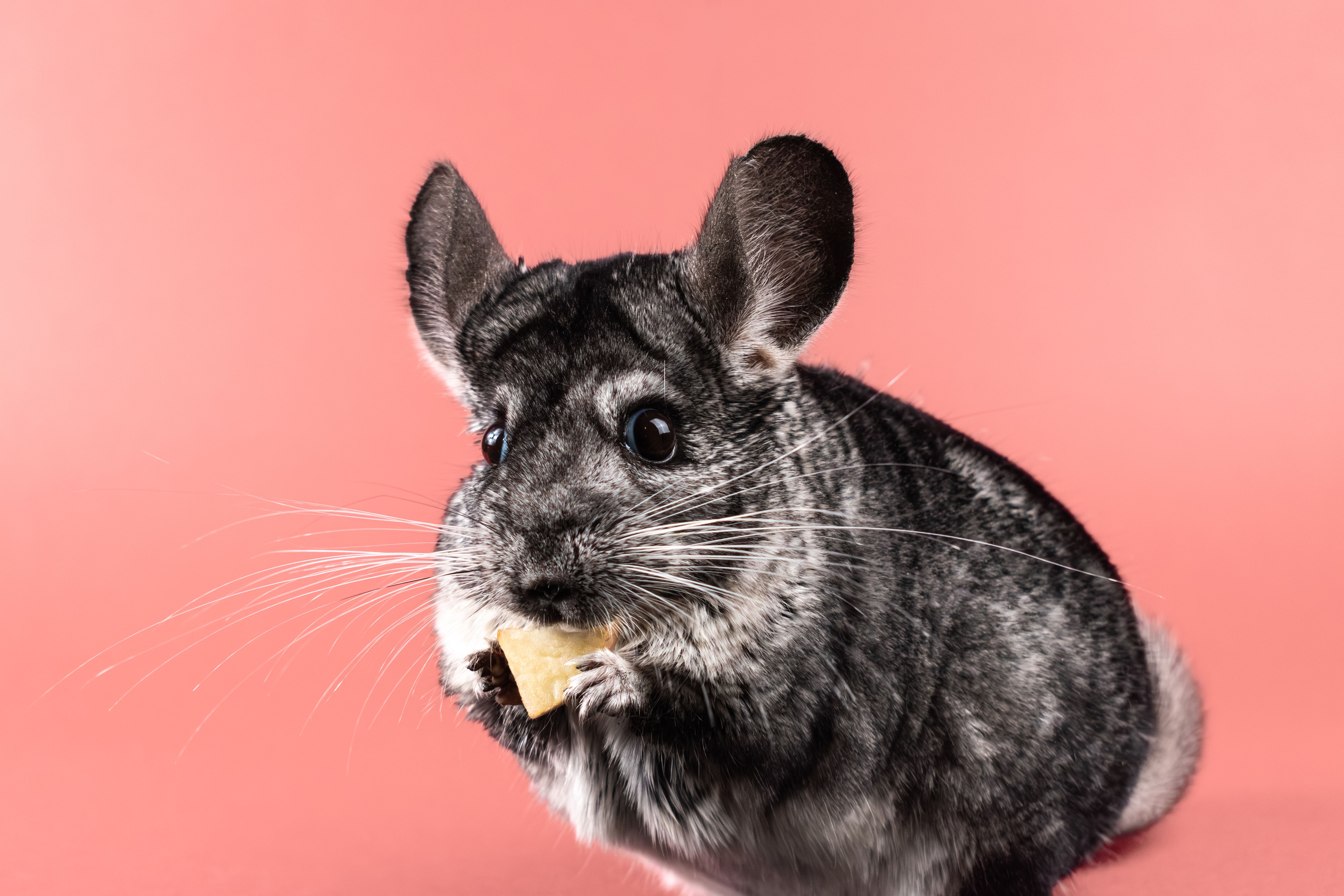 Close-up of chinchilla's dense, thick fur texture