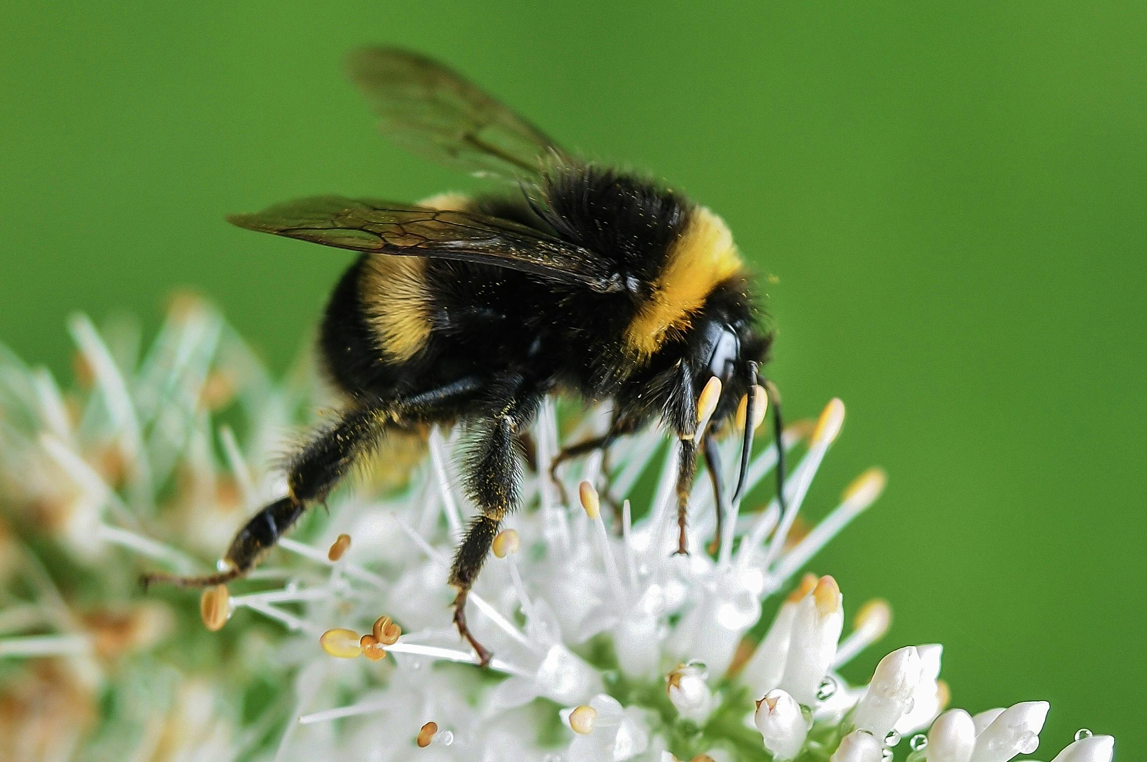 bumble bee insect