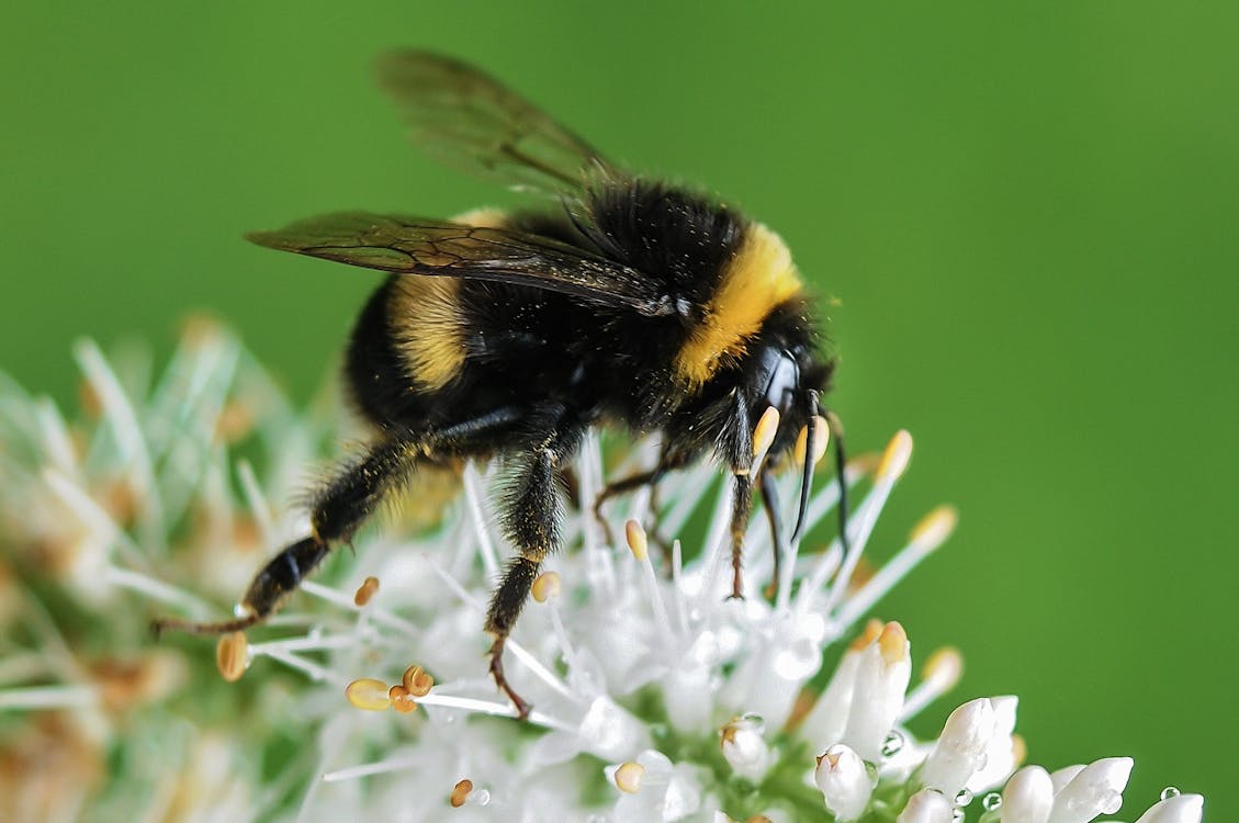 Kostnadsfria Kostnadsfri bild av bi, humla, insekt Stock foto