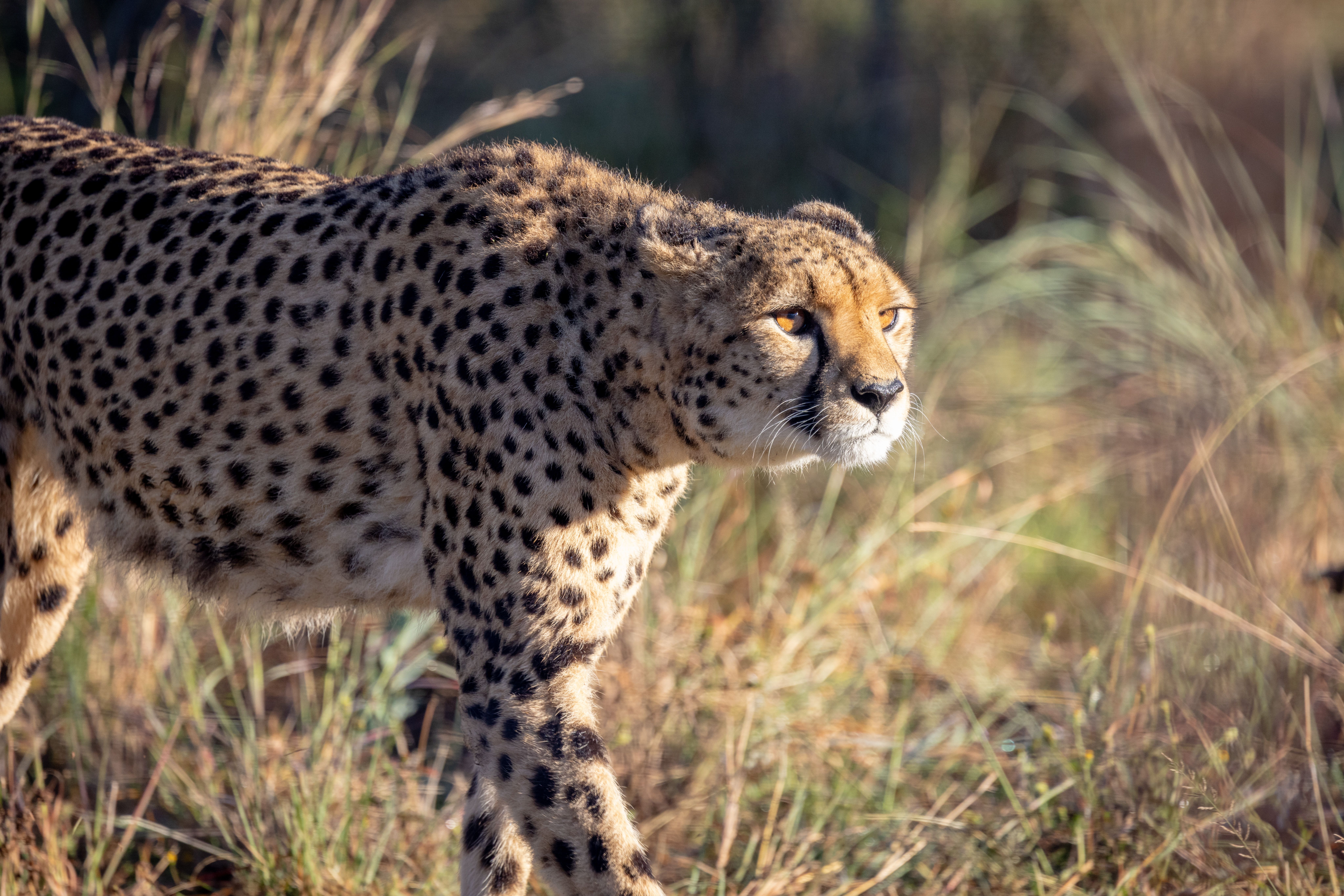 A majestic cheetah prowling through the grasslands in daylight, showcasing its speed and grace.