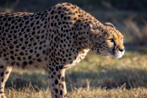 Free Close-up of a cheetah (Acinonyx jubatus) in its natural habitat, captured at sunrise. Stock Photo