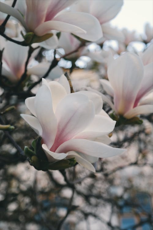 Beyaz Petaled çiçek Yakın çekim Fotoğrafı