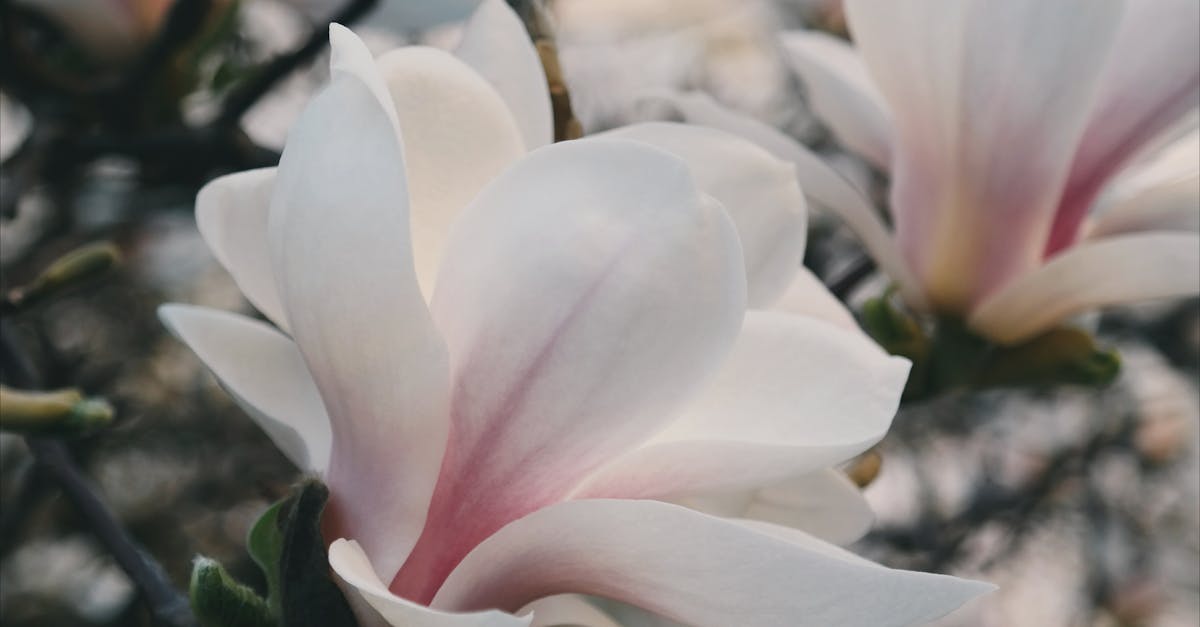 Free stock photo of flowers, magnolia, nature