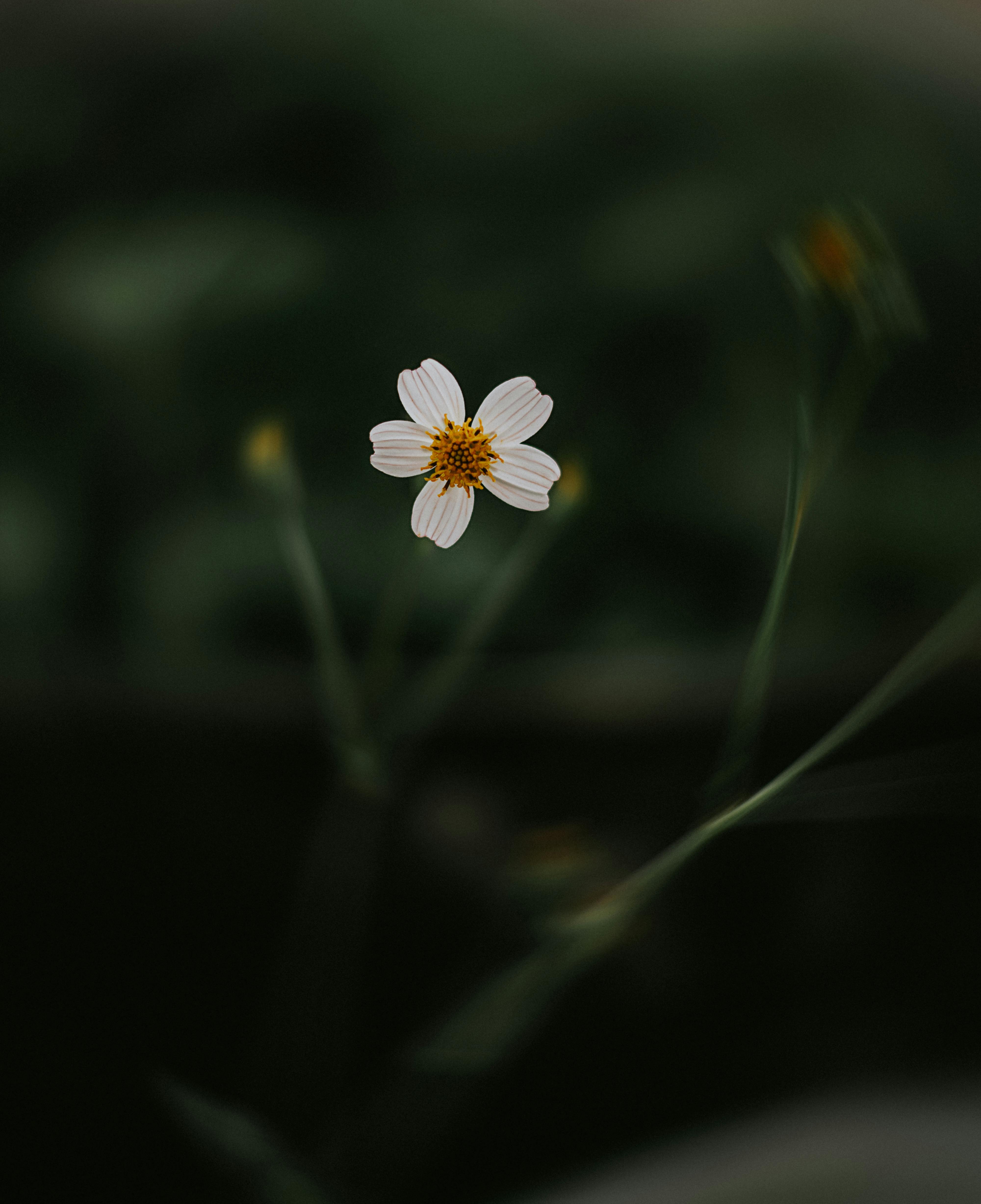 Forget Me Not, chic, flower, flowers, joakimk, macro, myosotis, norway,  shabby, HD phone wallpaper | Peakpx