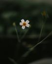 一朵白花的特写，以深绿色的模糊花园为背景，散发着宁静的美感