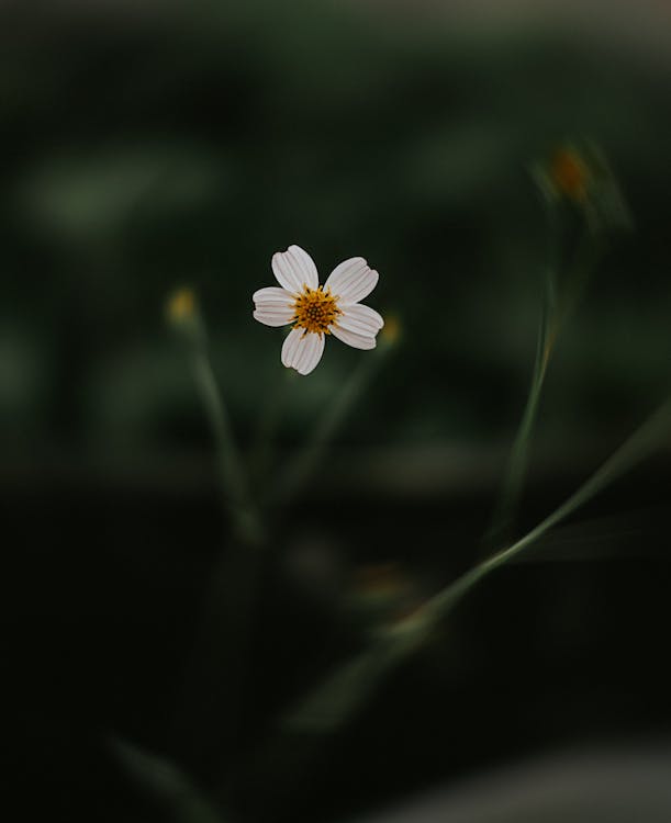 Ingyenes stockfotó a természet szépsége, csendélet, fehér virág témában