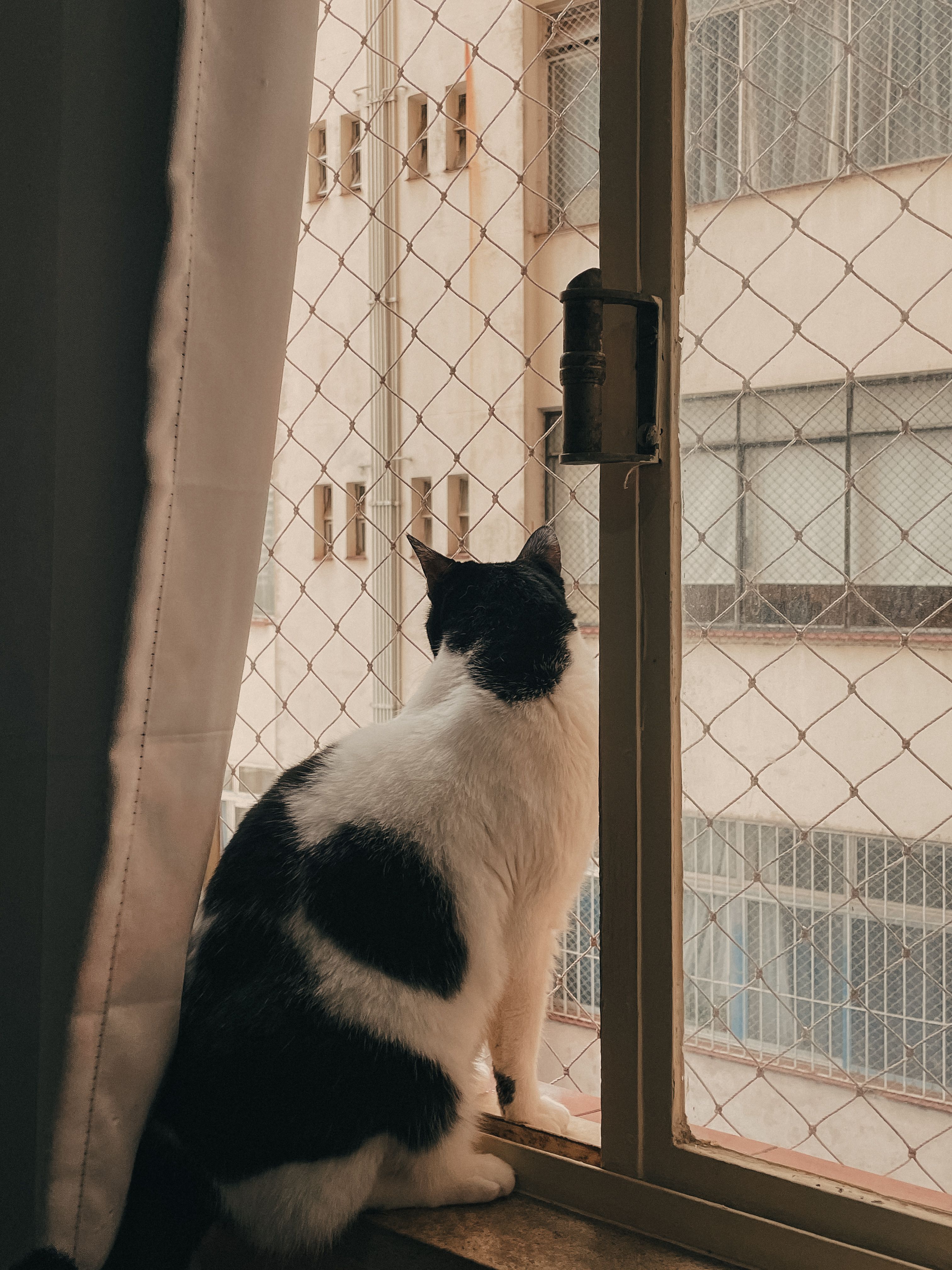 マンションの窓辺で外を眺める猫
