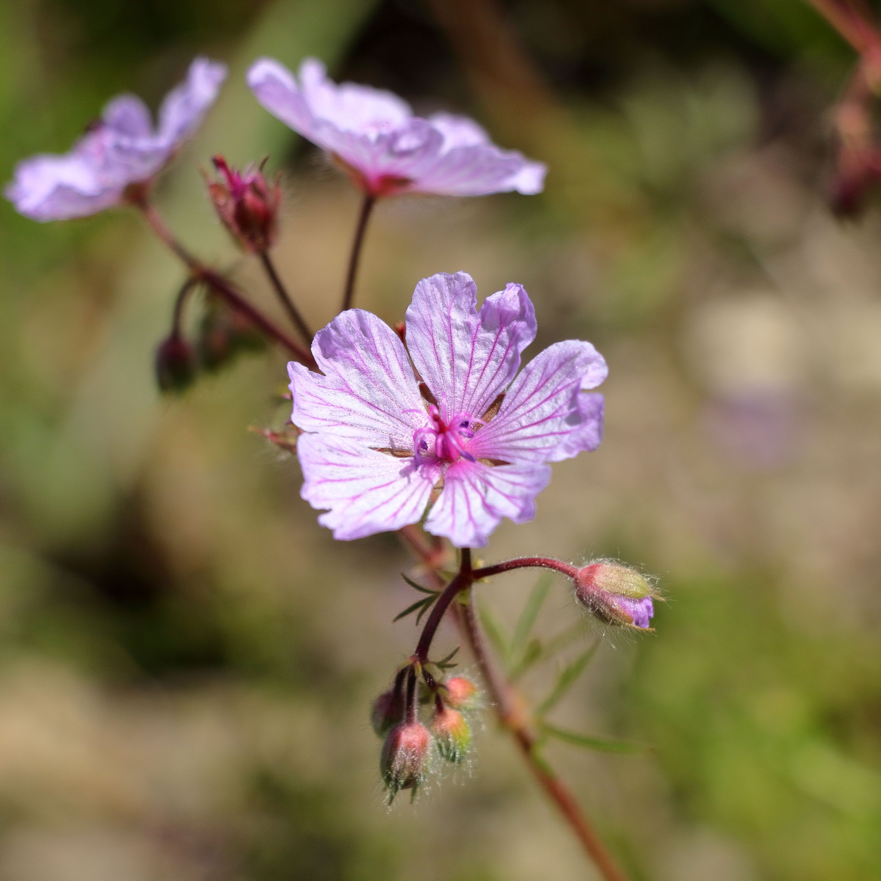 Lavender flowers blooming in sunlight, showcasing vivid purple petals and a natural backdrop.