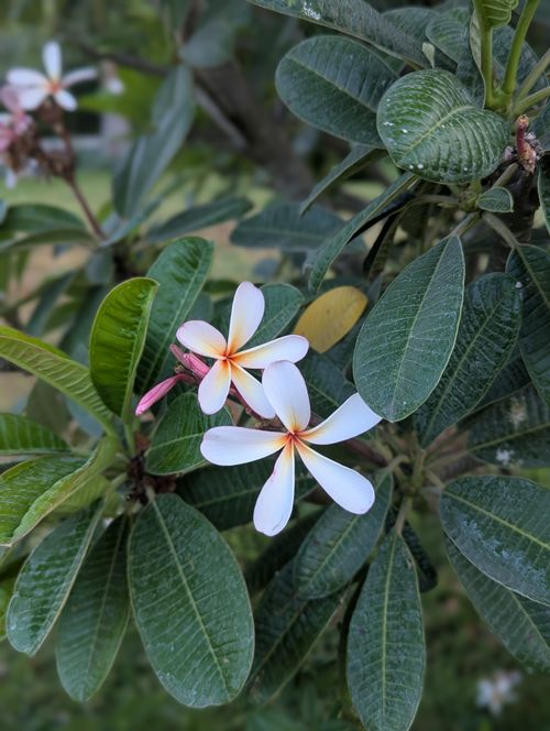Free Vibrant frangipani flowers bloom surrounded by lush green leaves under natural daylight. Stock Photo