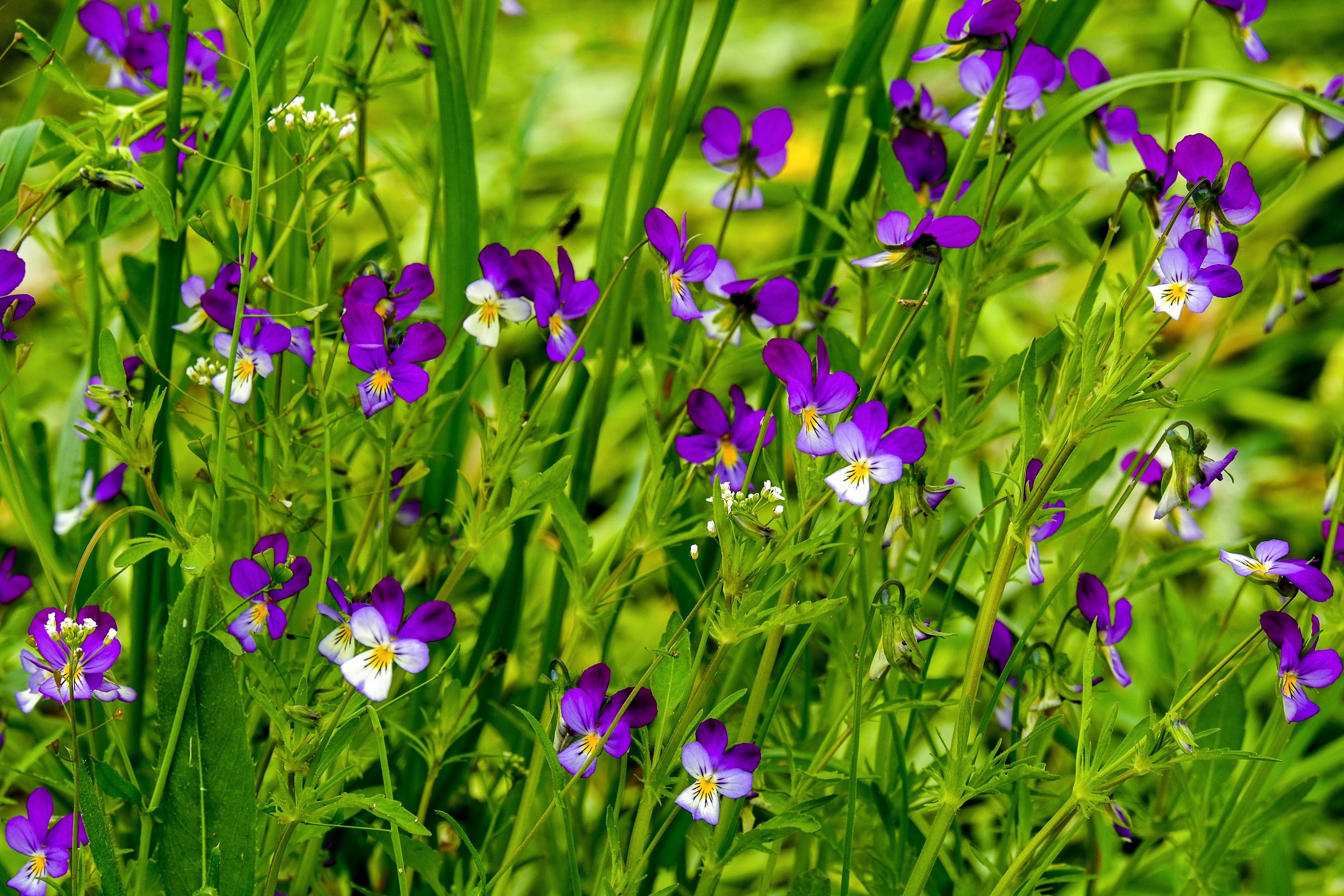 Water violet