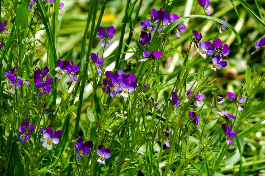 Vibrant Purple Wildflowers in Spring Meadow · Free Stock Photo