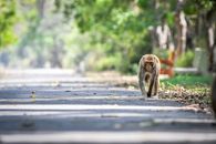 A wild macaque monkey strolls confidently down a leafy, sunlit jungle path.