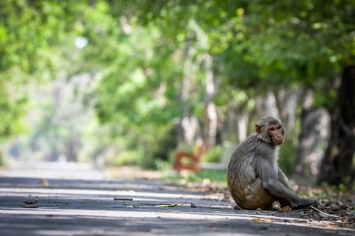 Free A monkey sits thoughtfully on a serene forest road, surrounded by lush greenery. Stock Photo