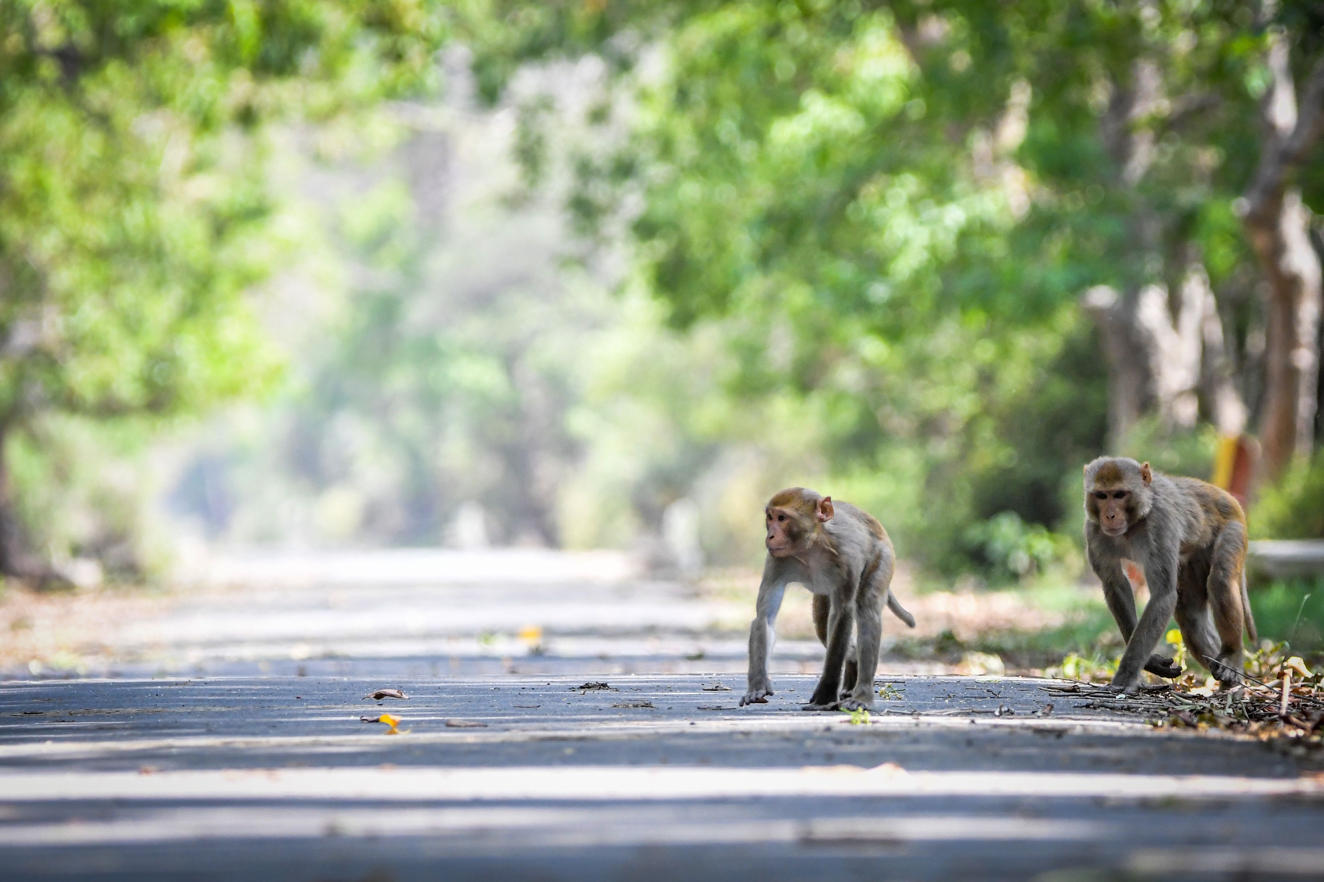 Capuchin Monkeys vs. Spider Monkeys Comparison