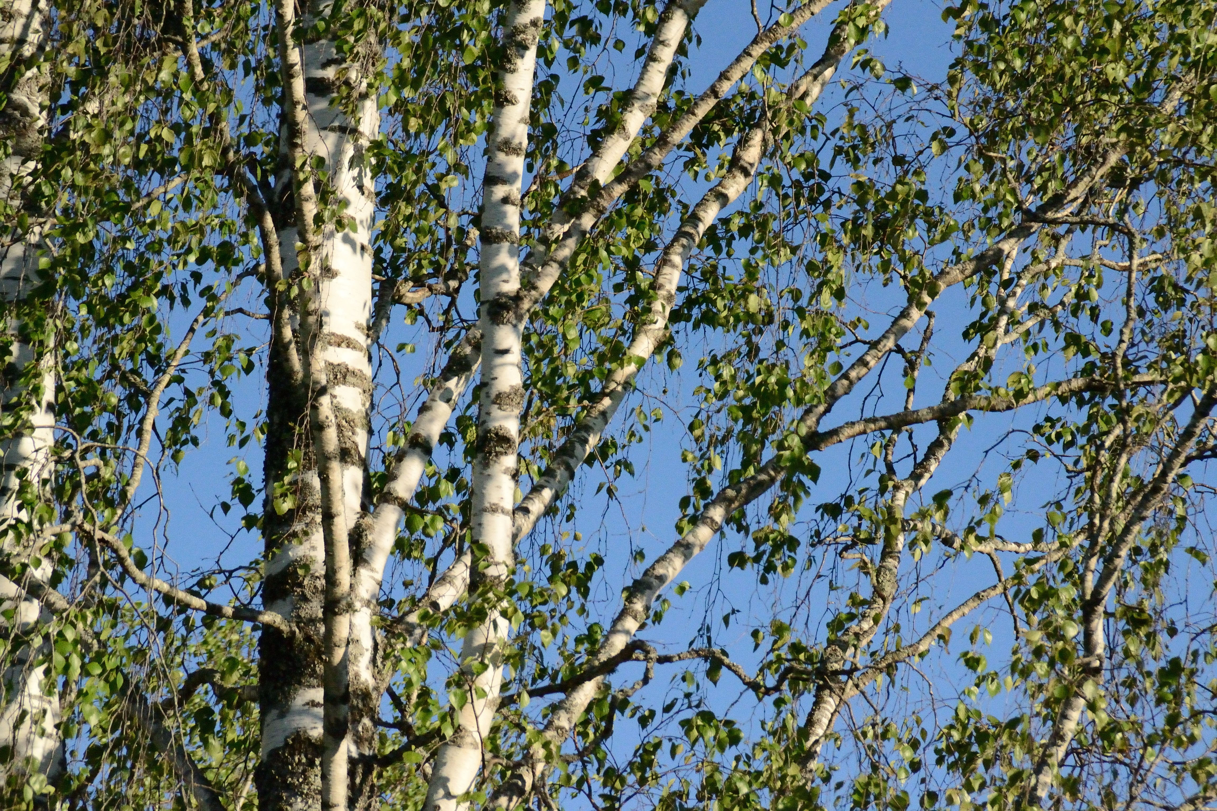 La Cure de Sève de Bouleau pour une Vitalité Retrouvée