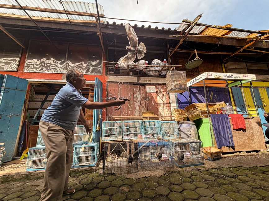 A man releases a pigeon in a vibrant outdoor marketplace with colorful bird cages. A man releases a pigeon in a vibrant outdoor marketplace with colorful bird cages.