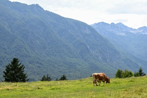 Free A solitary brown cow grazes on lush grass with majestic mountains in the background under a clear sky. Stock Photo