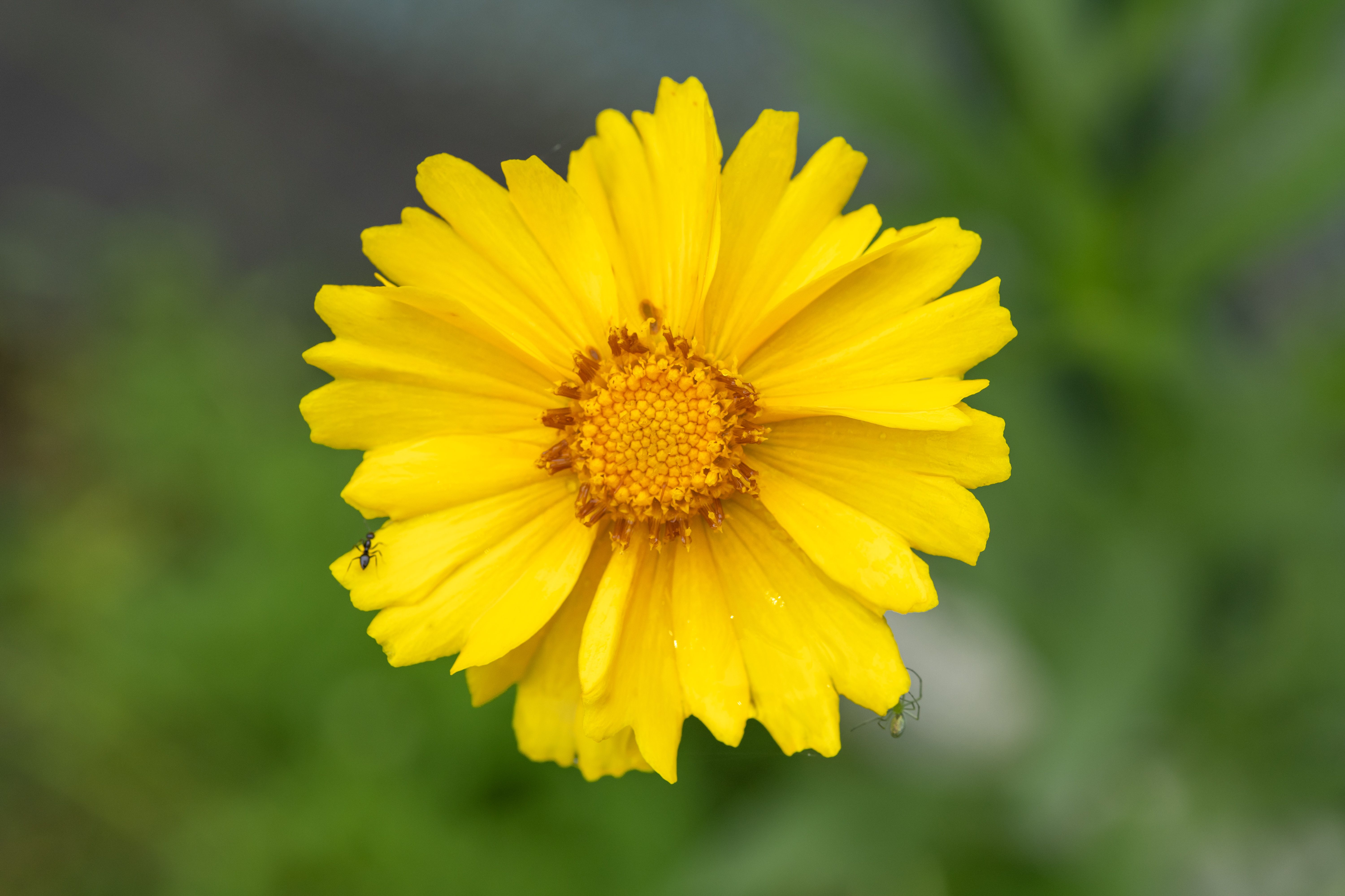 Detailed macro shot of a bright yellow Coreopsis flower with a blurred green background.