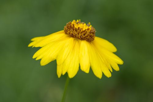 Free Vibrant yellow Coreopsis flower captured in a detailed close-up with blurred green background. Stock Photo