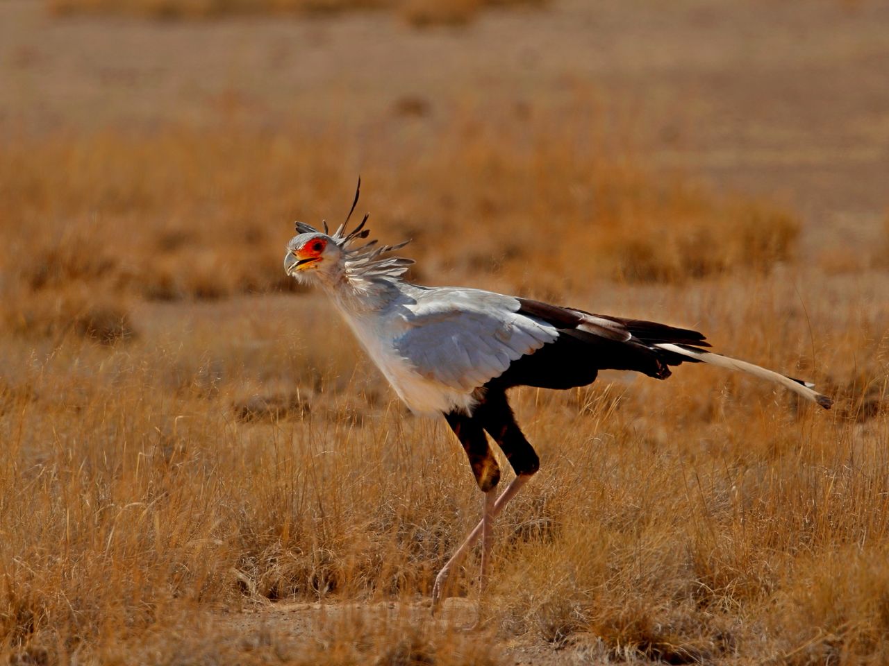 wild secretarybird foraging in the grasslands of kajiado county kenya