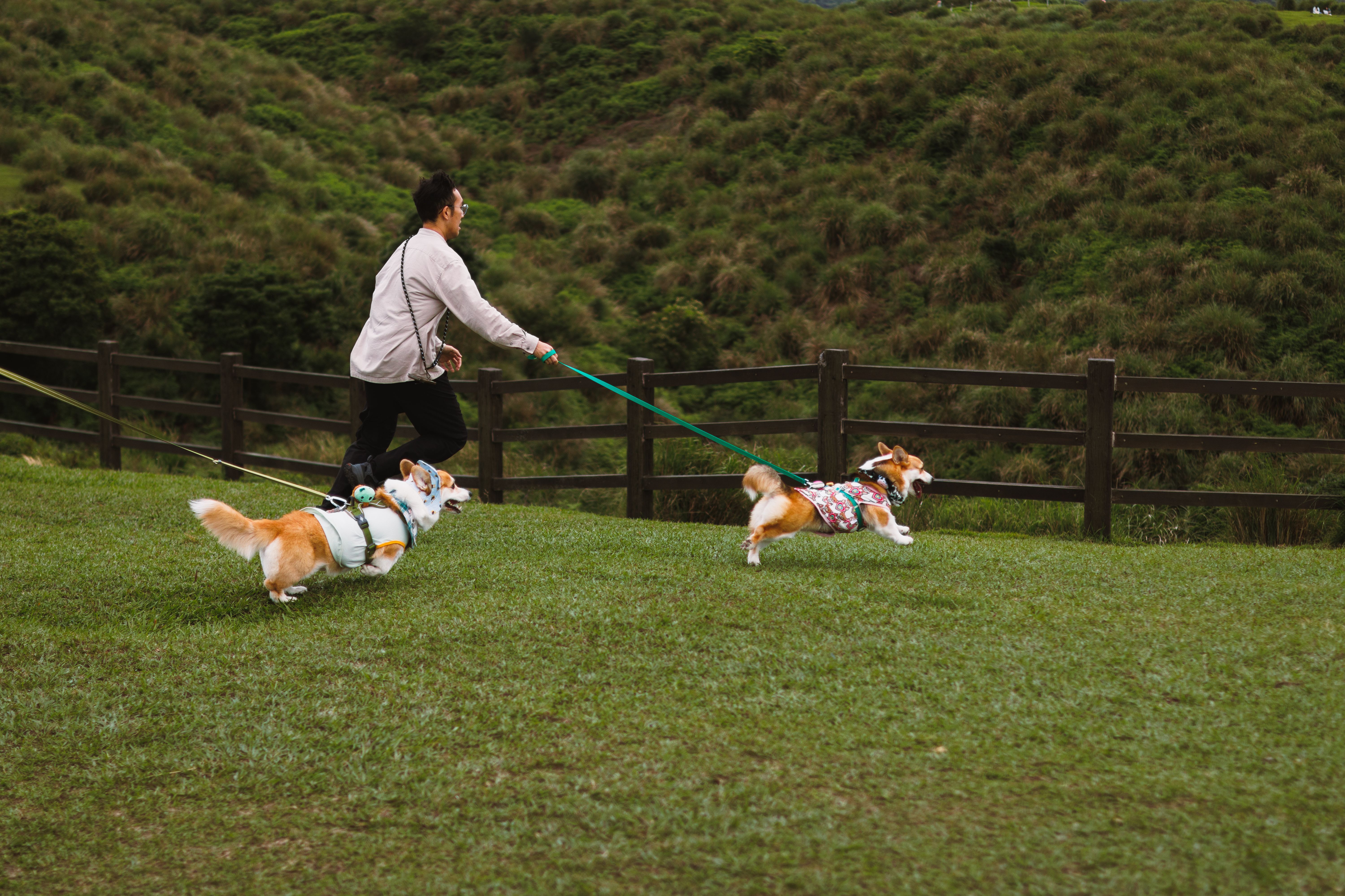 Dog Beds, Dog Crates & Kennels, Dog Toys, Dog Collars, Dog Harnesses, Dog Leashes, Dog Bowls & Feeders, Dog Travel Products, Dog Safety Products, Dog Technology, Dog Clothing & Accessories, Dog Furniture, Dog Training Equipment, Dog Identification Products, Dog Cleaning Products