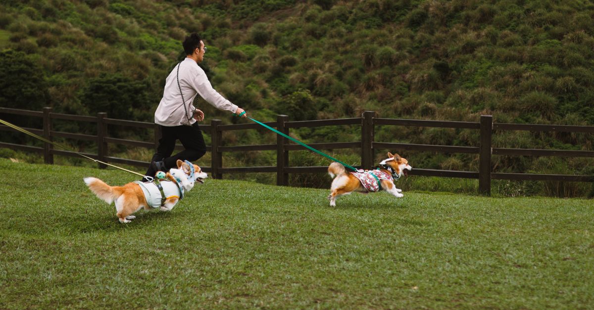 Blue Heeler Corgi Mix Exercise Needs Blue heeler corgi mix exercise: a person walking two Corgis on leashes across a grassy park