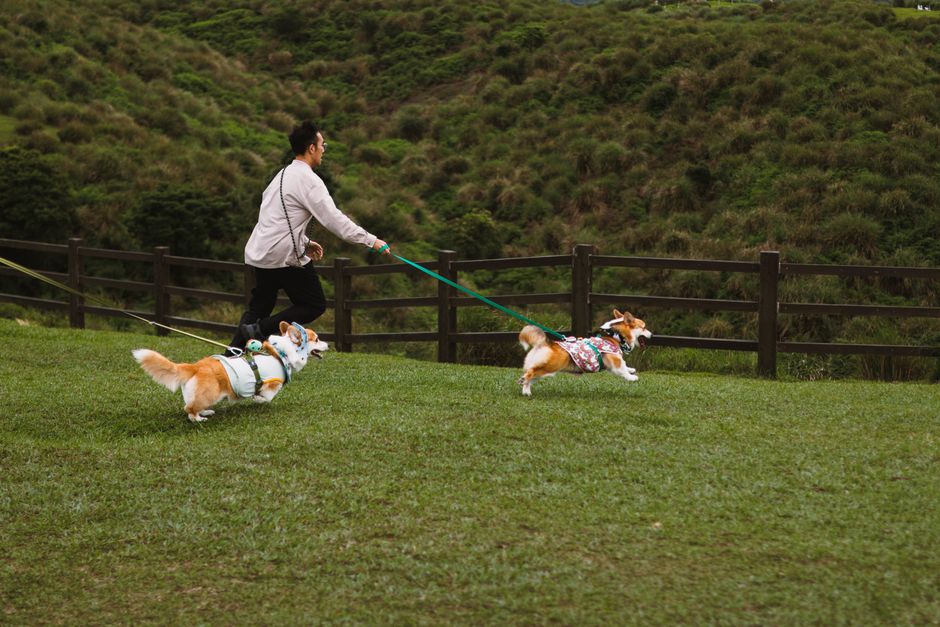 Corgi Race Συμβουλές και Κόλπα
