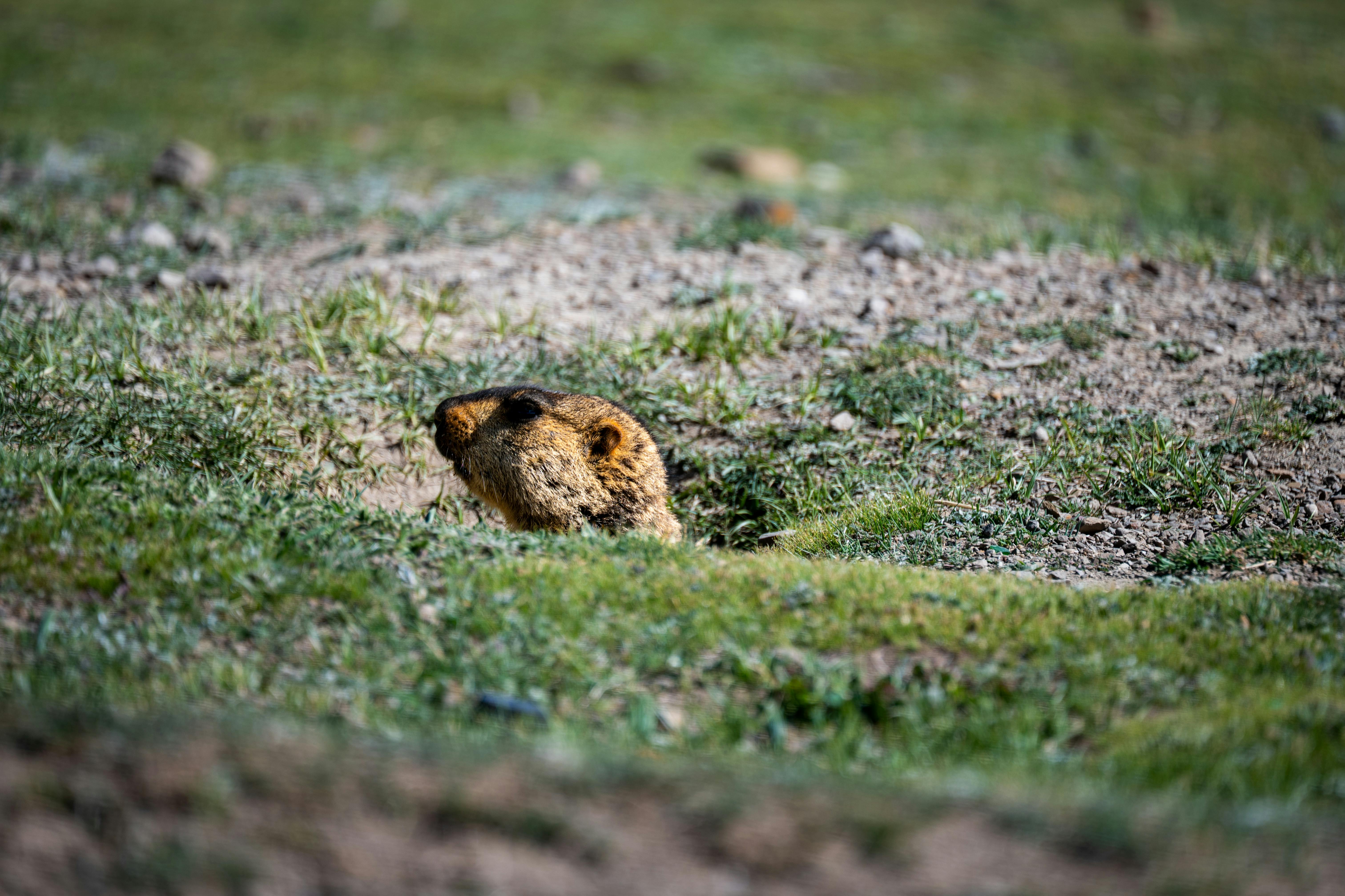 A marmot peeks out from its burrow in the lush grasslands of Garzê Tibetan Autonomous Prefecture, Sichuan, China.