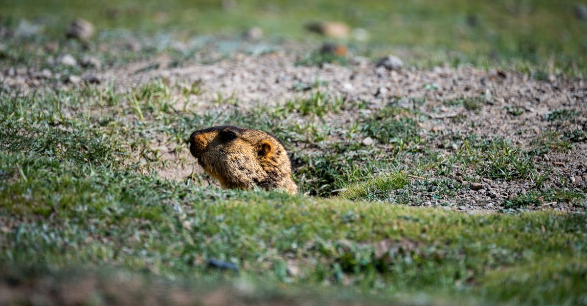 Burrows Compress Marmot Emerging from Burrow in Tibetan Grassland · Free Stock Photo