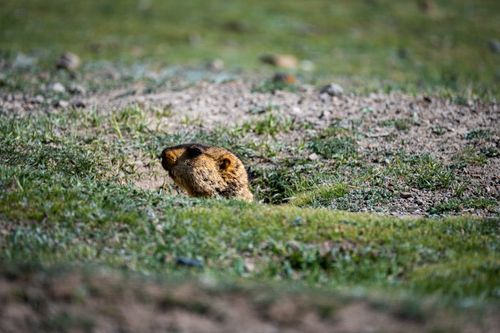 Free A marmot peeks out from its burrow in the lush grasslands of Garzê Tibetan Autonomous Prefecture, Sichuan, China. Stock Photo