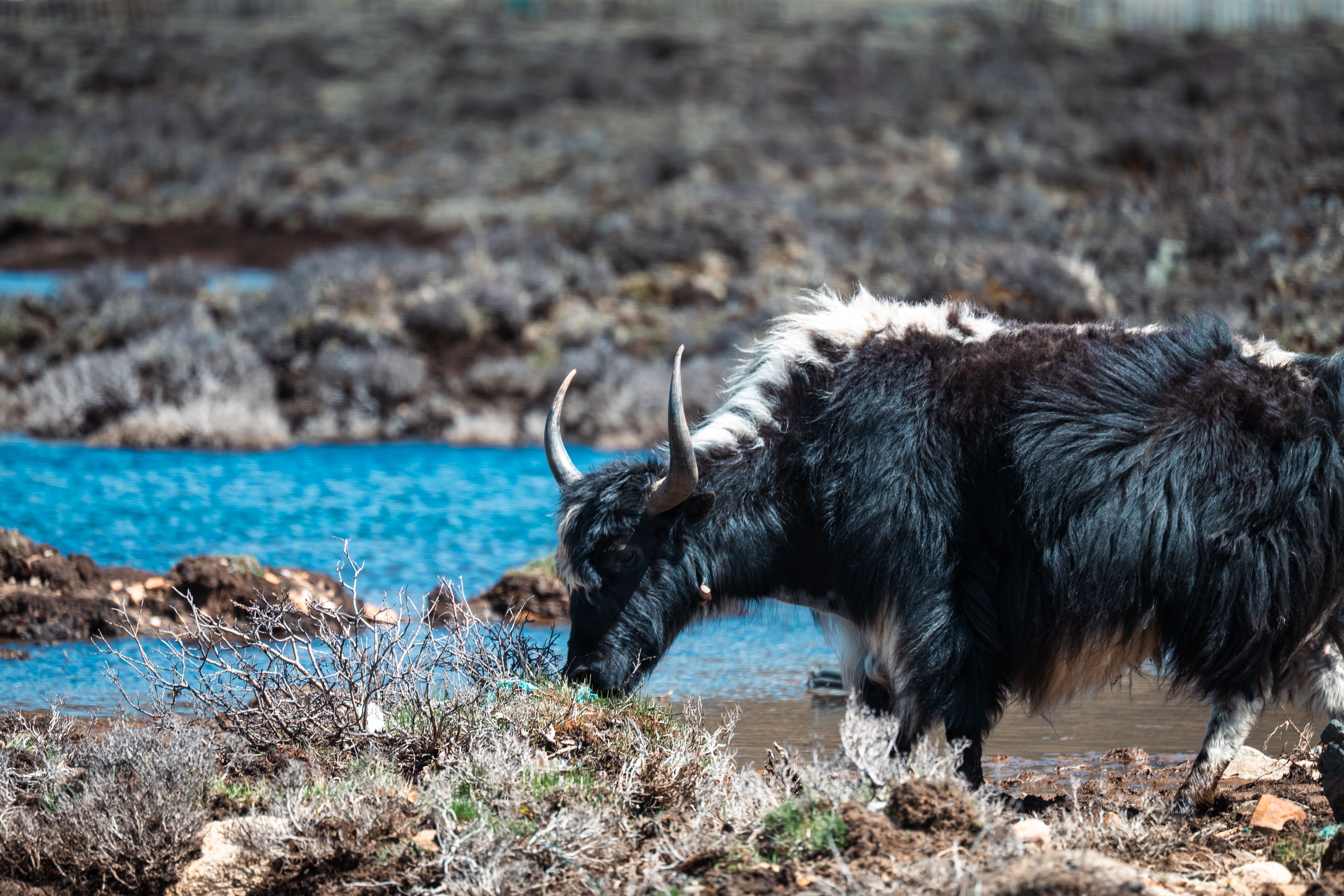 14 Day Spiritual Pilgrimage Retreat in Tibet 3
