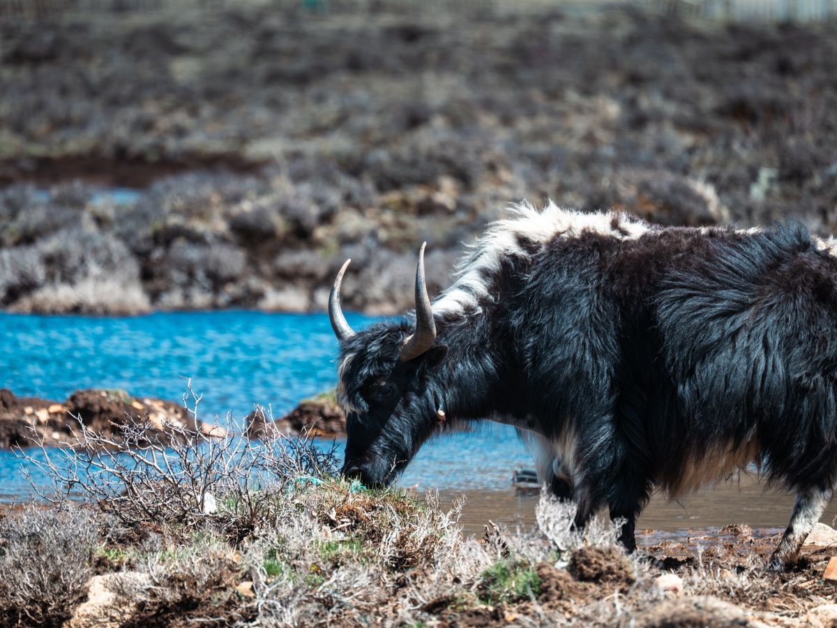 14 Day Spiritual Pilgrimage Retreat in Tibet 3