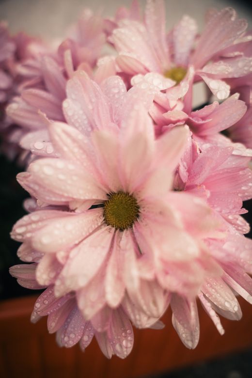 Backlit blossom, photo by Ana Lourenco on Pexels