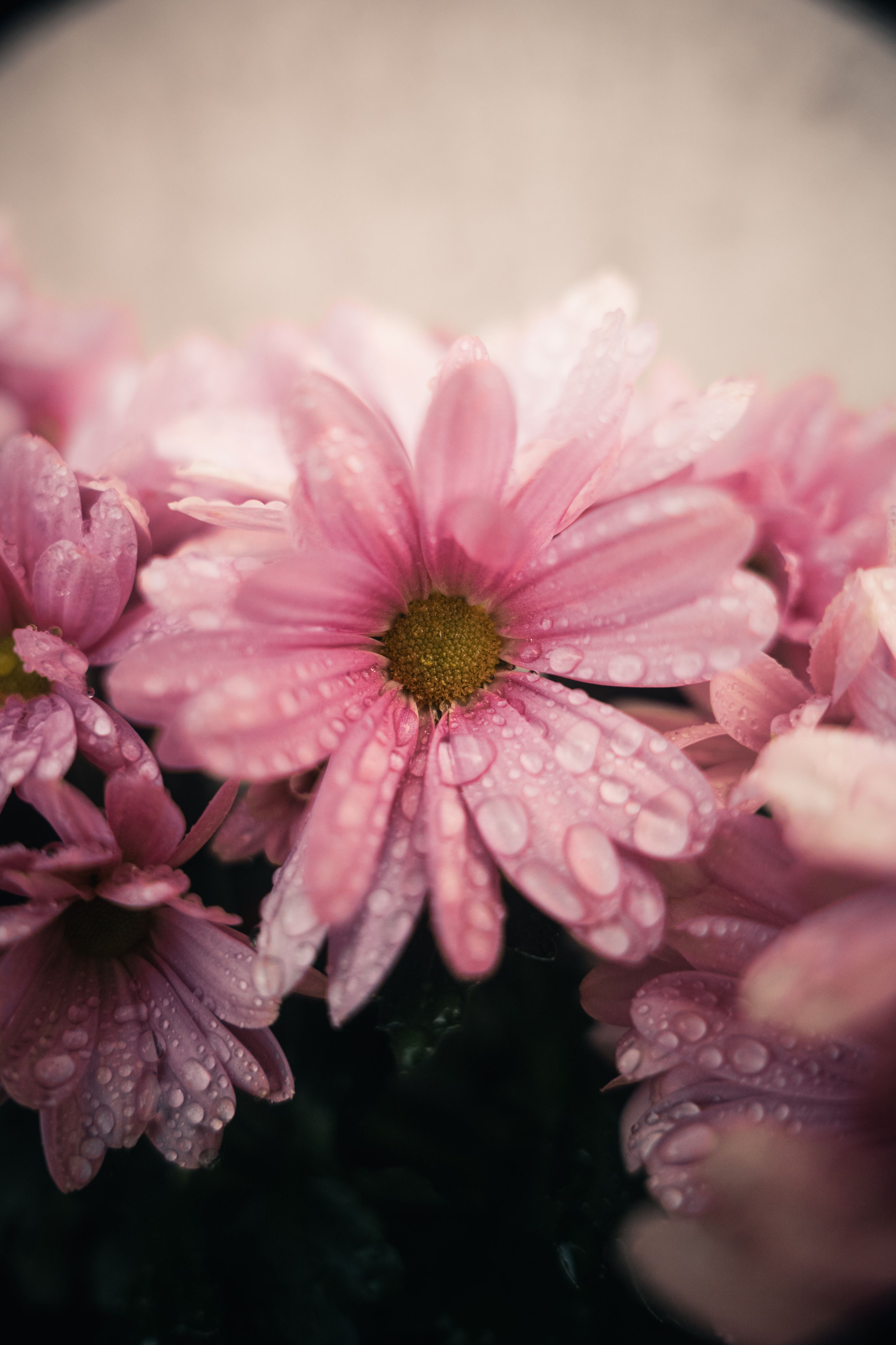 Vibrant pink chrysanthemums covered in dewdrops, showcasing natural beauty up close.
